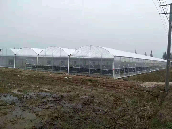 連棟溫室大棚